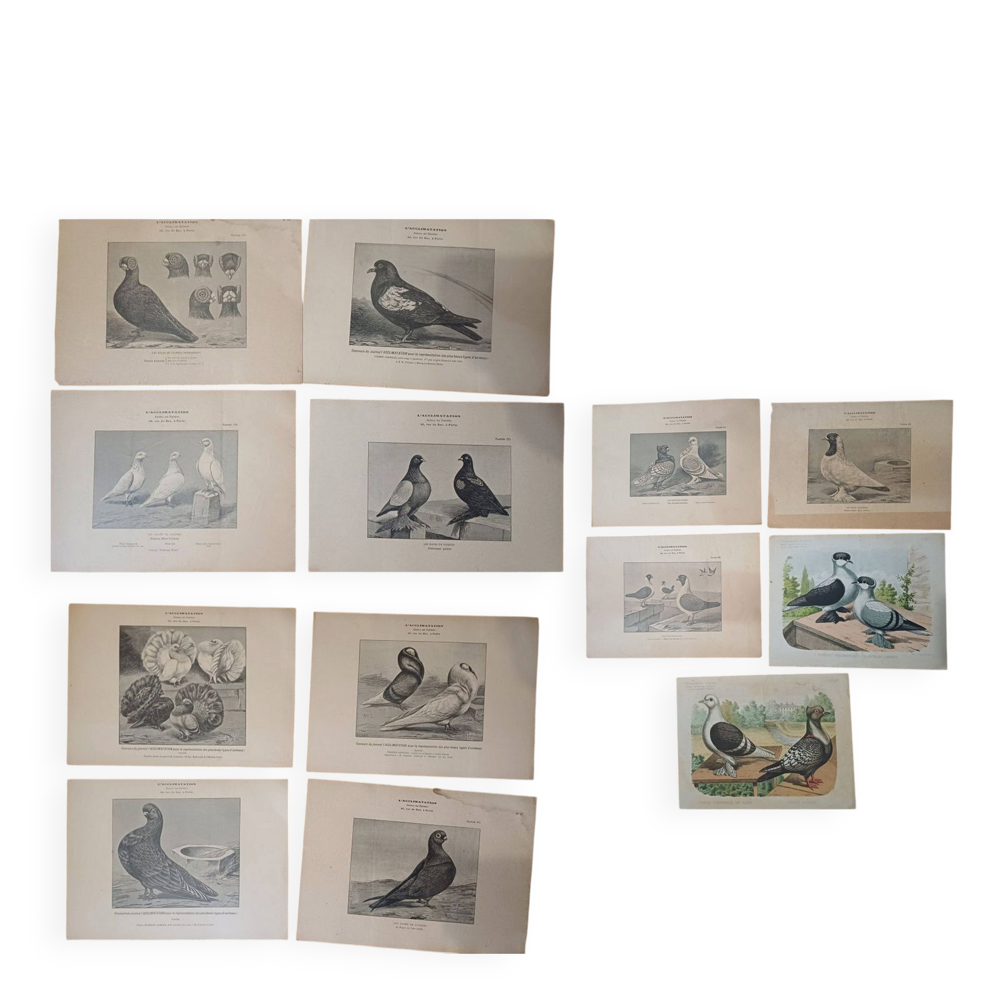 Suite de 11lLithographies ornithologiques XIXème - Races de Pigeons