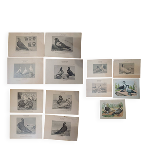 Suite de 11lLithographies