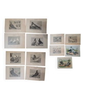 Set of 11 Ornithological Lithographs from the 19th Century - Breeds of Pigeons