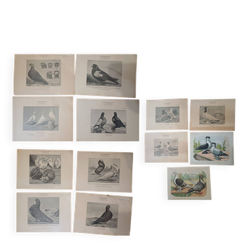 Set of 11 Ornithological Lithographs from the 19th Century - Breeds of Pigeons