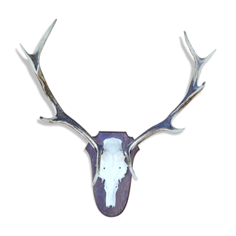 Trophée de chasse cornes de cerf