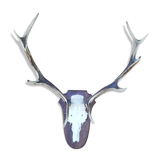 Hunting trophy/deer horns