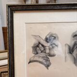 Old Engraving Nose Nasal Cavity NICOLAS HENRI Jacob Bourgery Medical Anatomy