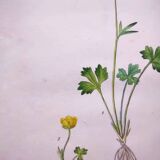 Antique botanical engraving from 1829 - Lapland buttercup - By PA Poiteau