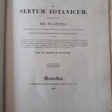 Arctotis Maculata botanical plank, lithographed and coloured, Sertum Botanicum 1832