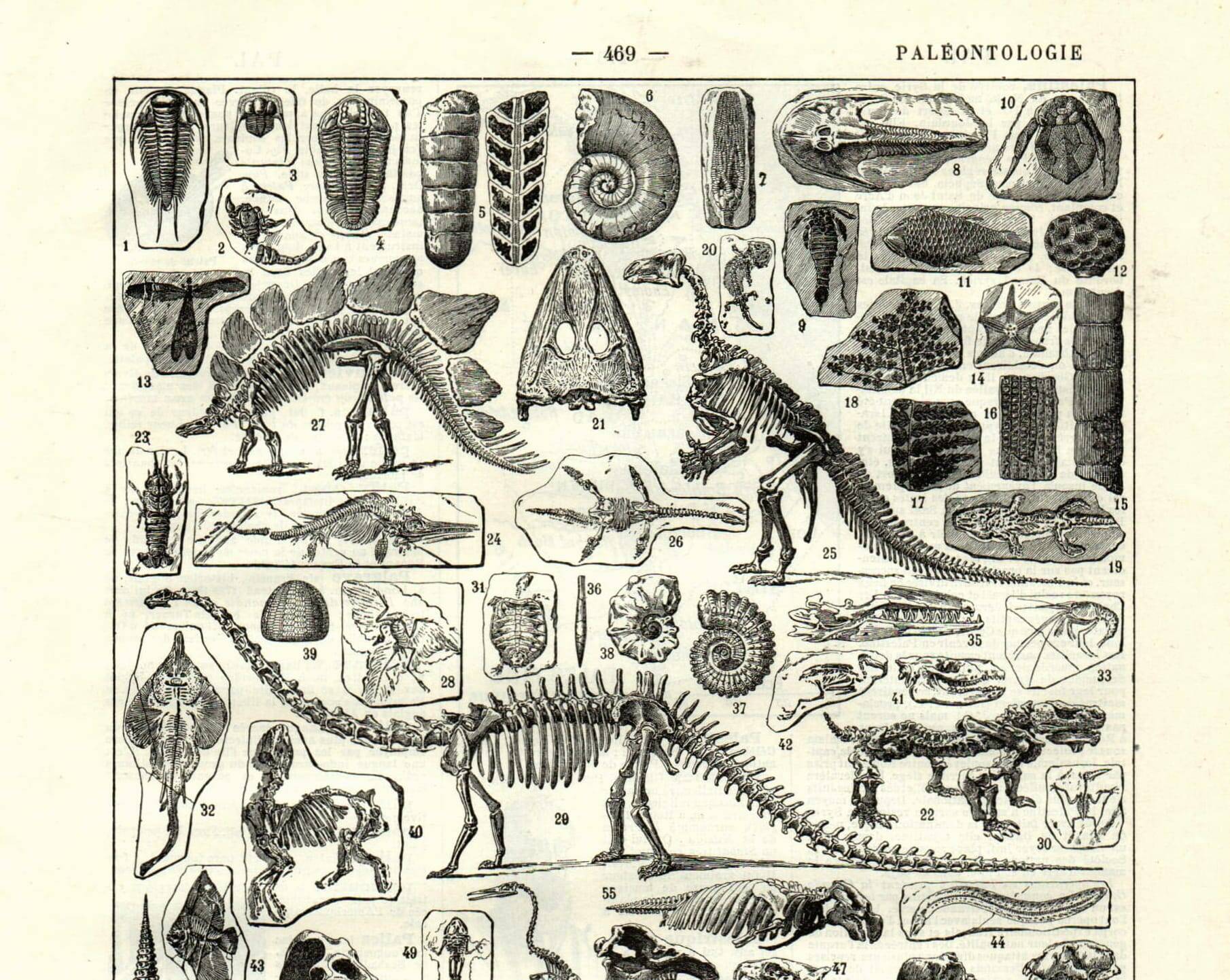 Antique engraving from 1923 - Paleontology, fossils - Vintage plate