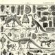 Antique engraving from 1923 - Paleontology, fossils - Vintage plate