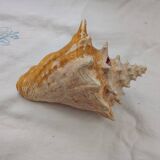 Shellfish