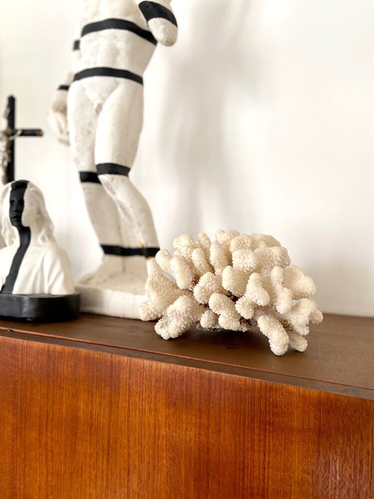 Acropora, corail blanc