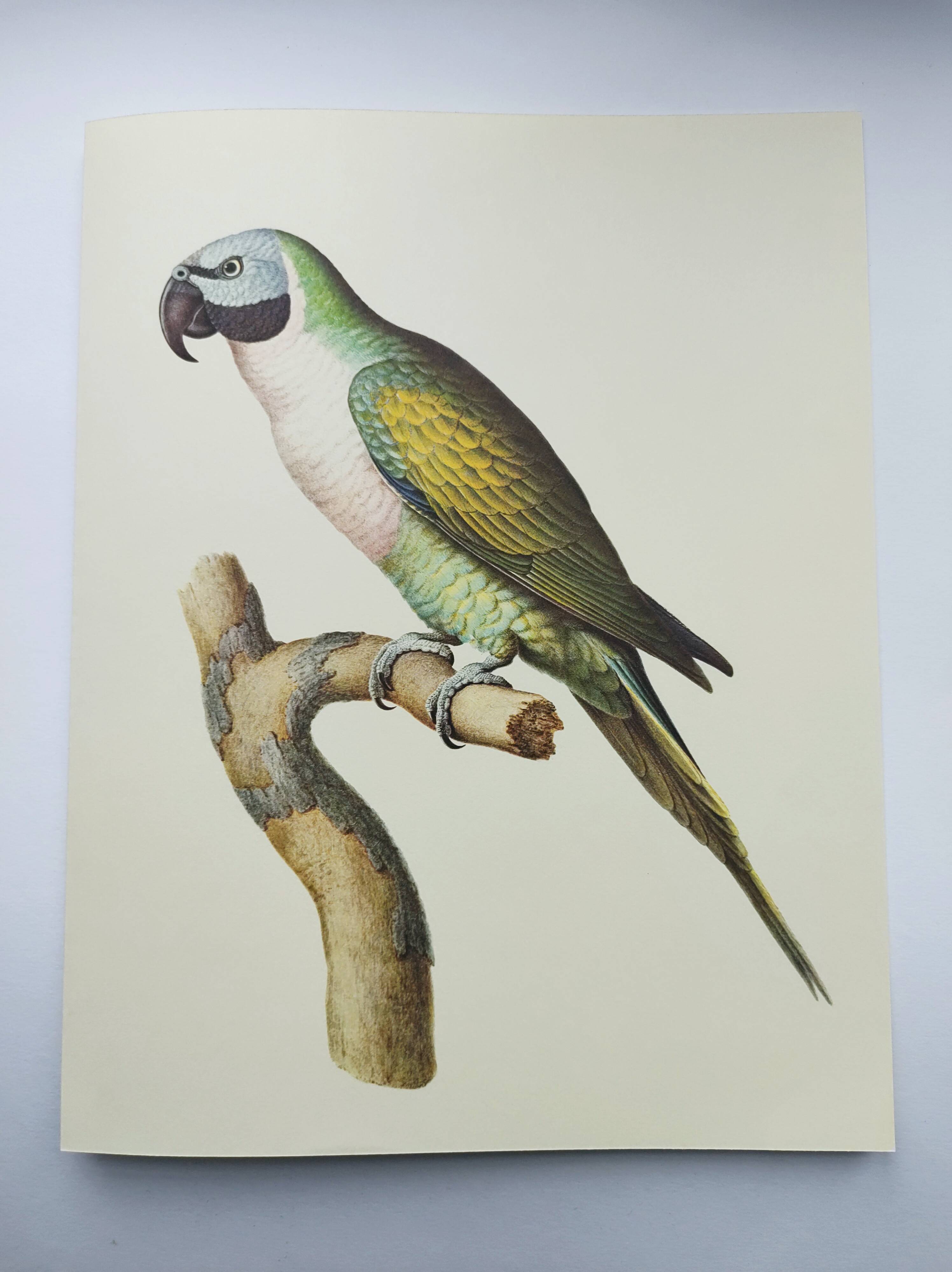 Old plate - Mustached parakeet - Natural zoological illustration