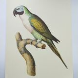 Old plate - Mustached parakeet - Natural zoological illustration