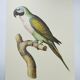 Old plate - Mustached parakeet - Natural zoological illustration