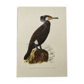 Planche ancienne oiseau 1960 - Grand Cormoran - Illustration nature ornithologique