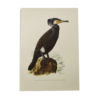 Old bird plate 1960 - Great Cormorant - Ornithological nature illustration