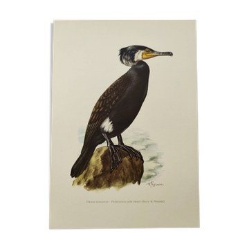 Old bird plate 1960 - Great Cormorant - Ornithological nature illustration