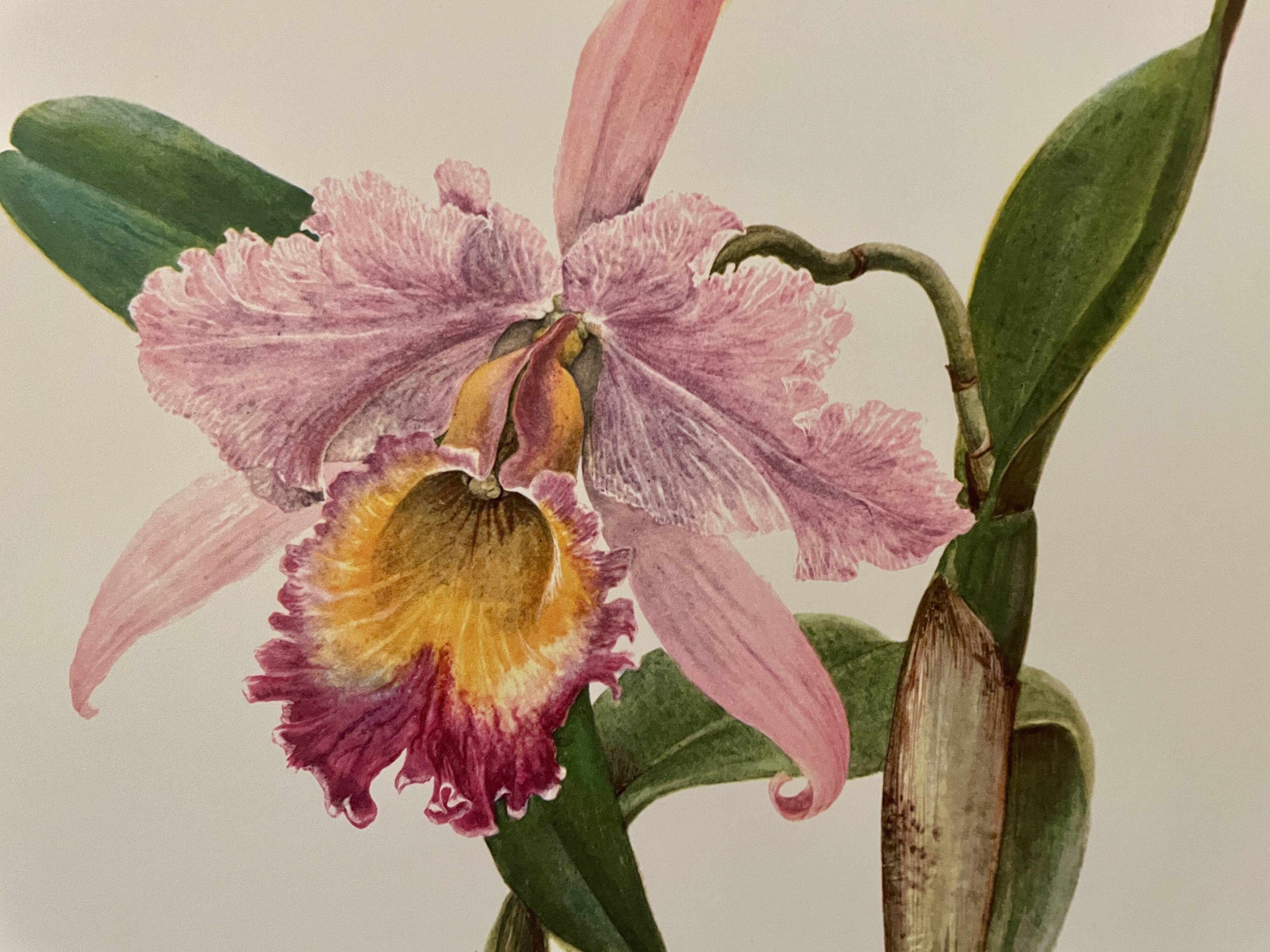 Watercolor of the orchid of Central and South America - 1960