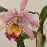Watercolor of the orchid of Central and South America - 1960