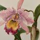 Watercolor of the orchid of Central and South America - 1960