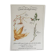 Vintage botanical plank
