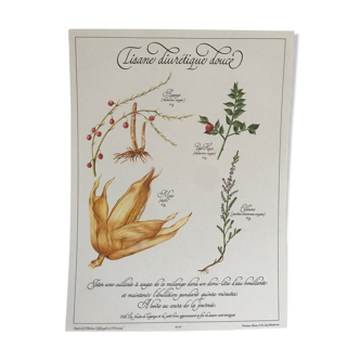 Vintage botanical plank