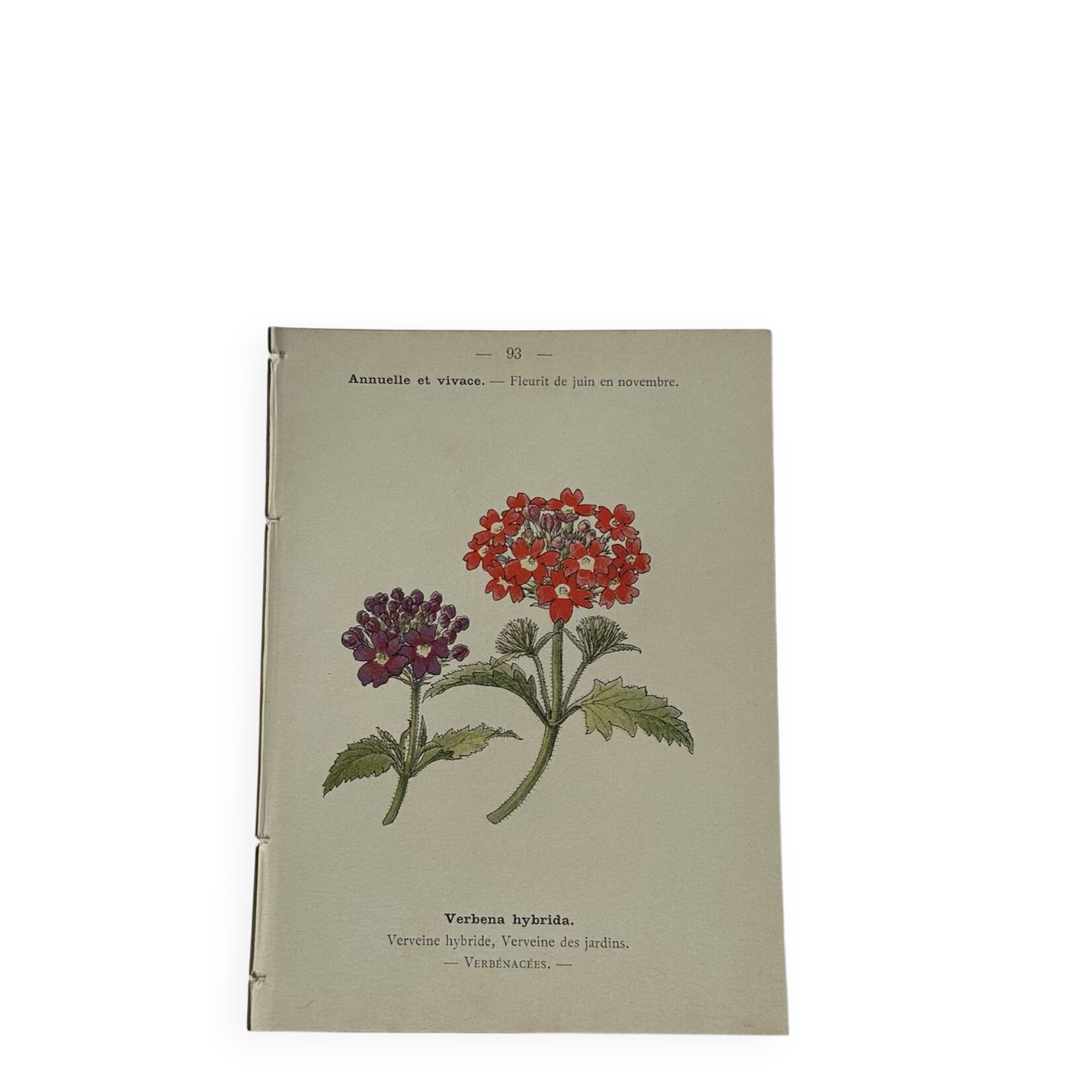 🌿 Botanical Plate Old Naturalist Engraving 19th Century Double-Sided