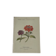 🌿 Botanical Plate Old Naturalist Engraving 19th Century Double-Sided