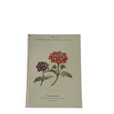 🌿 Botanical Plate Old Naturalist Engraving 19th Century Double-Sided