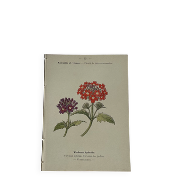 🌿 Botanical Plate Old Naturalist Engraving 19th Century Double-Sided
