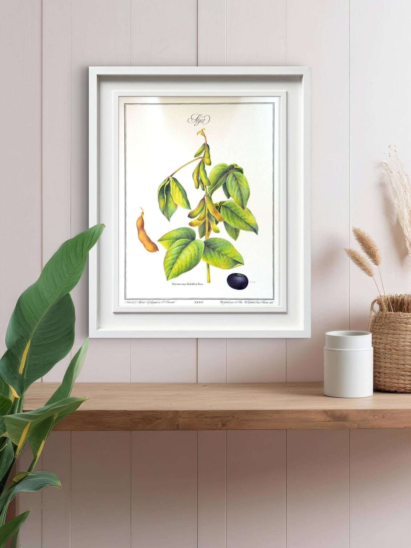 Le Soja, illustration imprimée en 1986. Botanique Vintage. 24X31cm