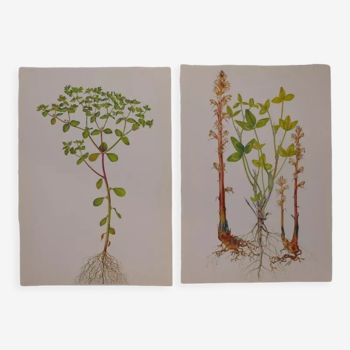 Set of 2 botanical plates Omblette and Orobranche du trèfle