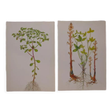 Set of 2 botanical plates Omblette and Orobranche du trèfle