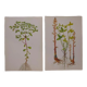 Lot de 2 planches botaniques omblette et orobranche du trèfle