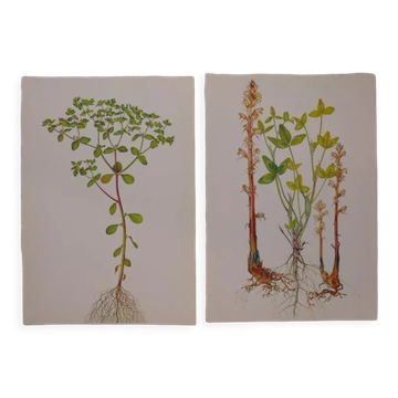 Set of 2 botanical plates Omblette and Orobranche du trèfle