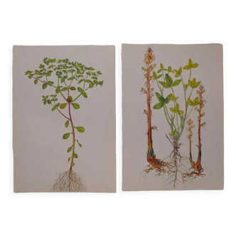 Set of 2 botanical plates Omblette and Orobranche du trèfle