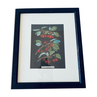 Framed lithograph of cherries