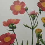 Planche illustrée originale Benoite écarlate