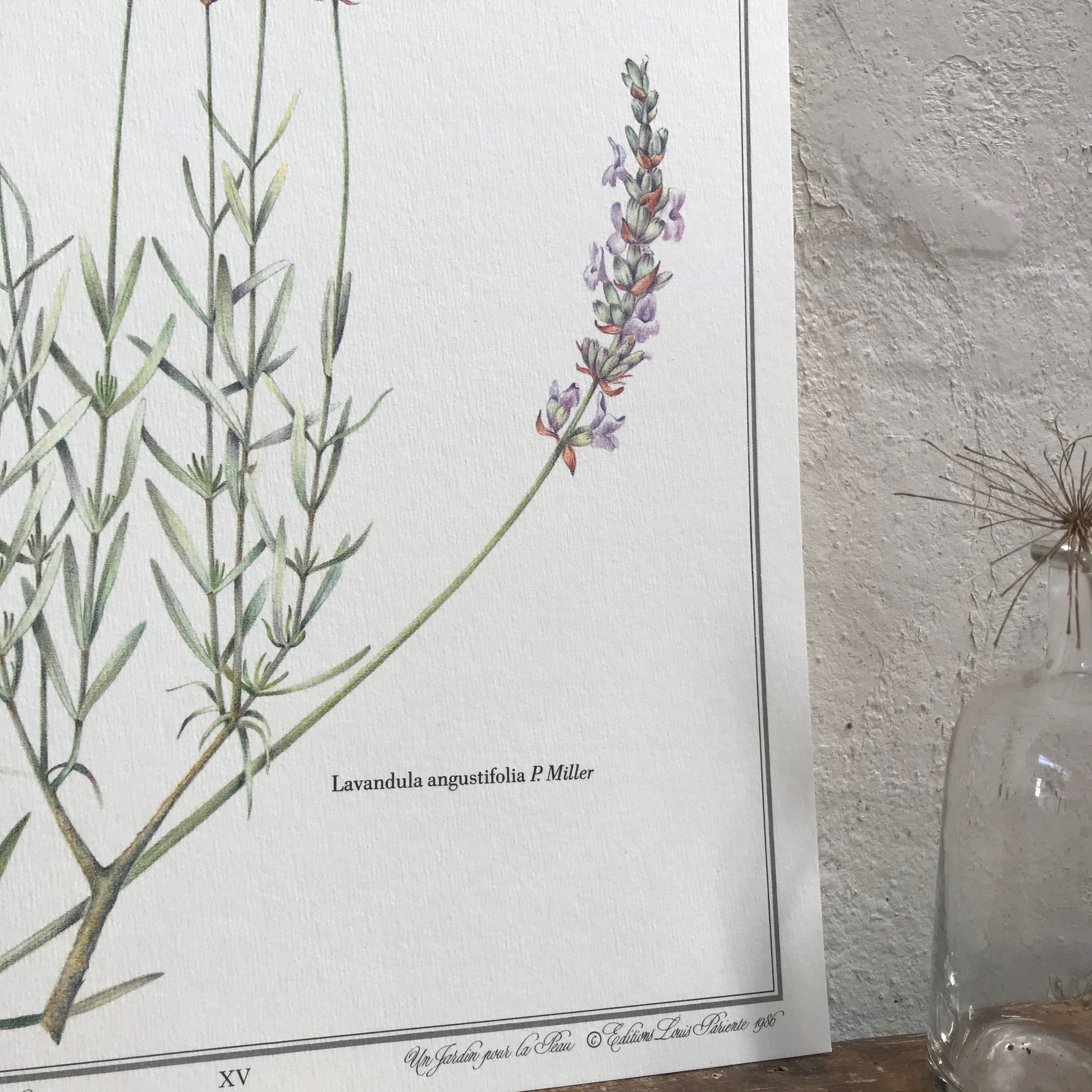 Lavender botanical poster