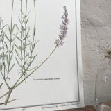 Lavender botanical poster