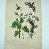 Old engraving from 1838 - Sphinx butterfly 1 - Zoological and botanical hand-colored plate