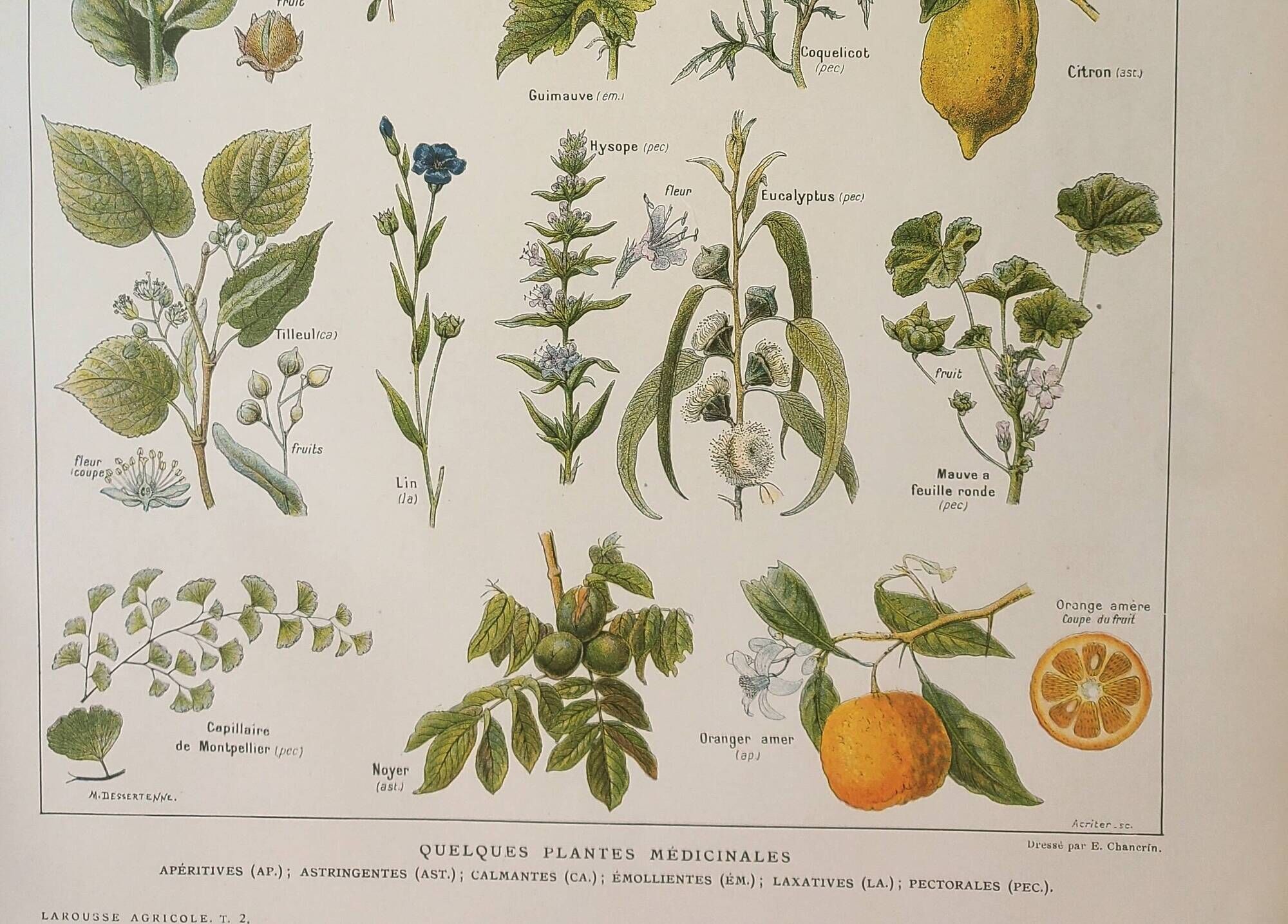 Old engraving 1922, Medicinal plants 1, flowers and plants, flora • Lithograph, Original plate