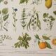 Old engraving 1922, Medicinal plants 1, flowers and plants, flora • Lithograph, Original plate