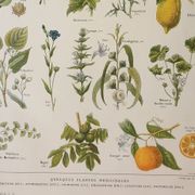 Old engraving 1922, Medicinal plants 1, flowers and plants, flora • Lithograph, Original plate