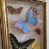 Butterfly frame