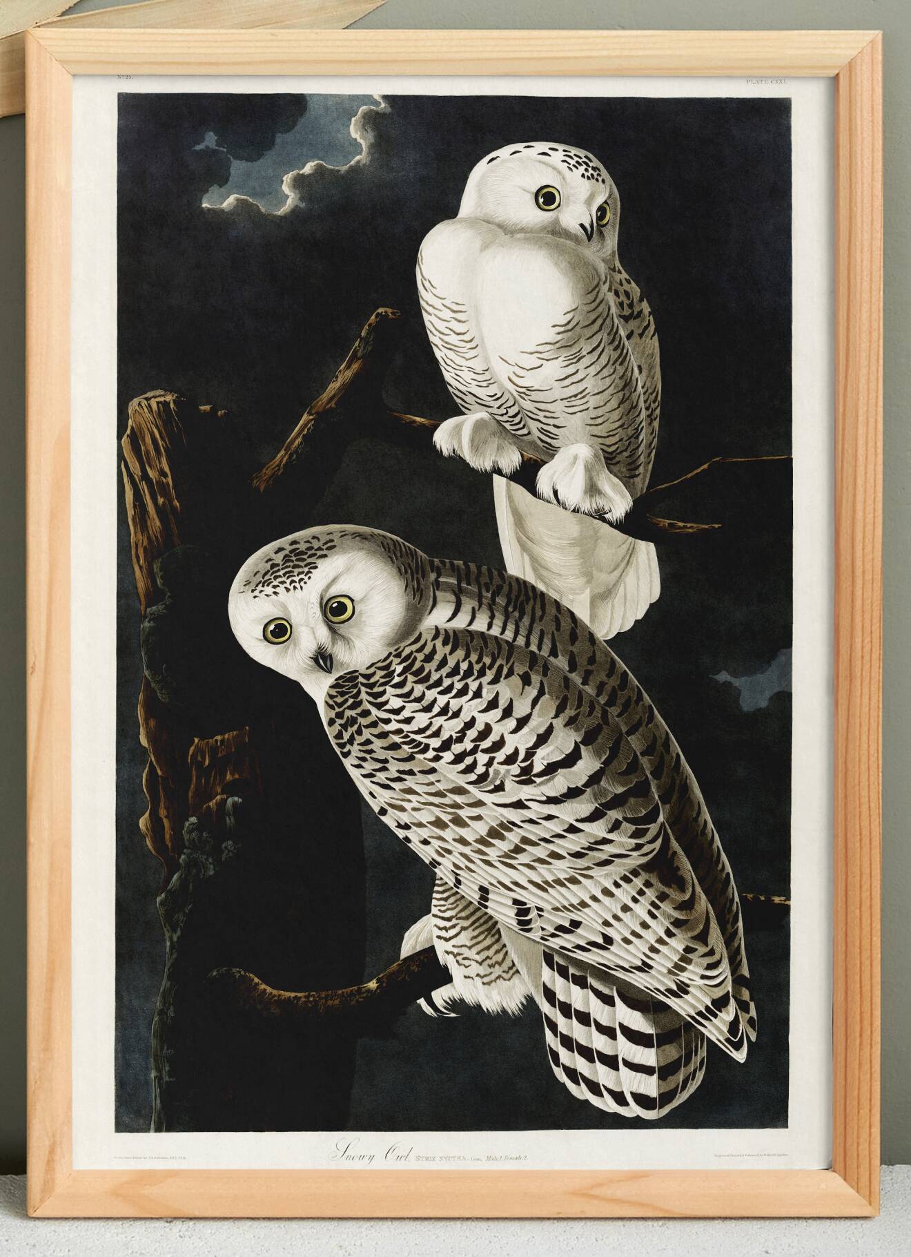 Poster about the snowy owl, based on an old engraving from 1827.