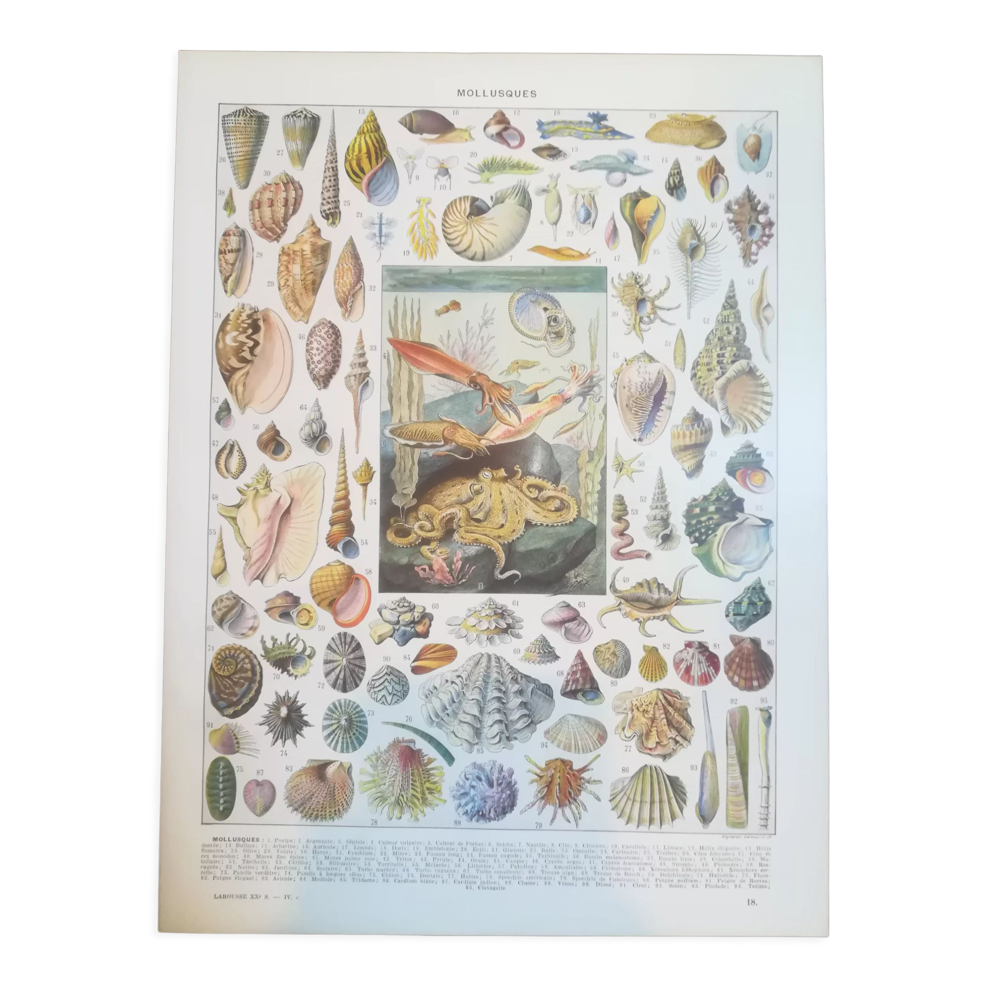 Lithographie sur les coquillages et mollusques de 1928