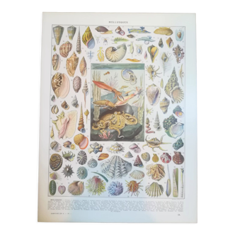 Lithograph of shells and molluscs from 1928