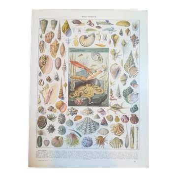 Lithograph of shells and molluscs from 1928