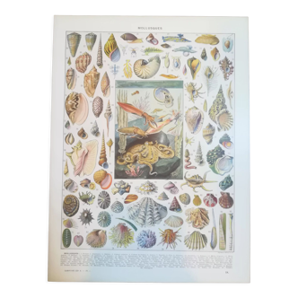 Lithographie sur les coquillages et mollusques de 1928