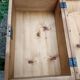 Acien wooden chest