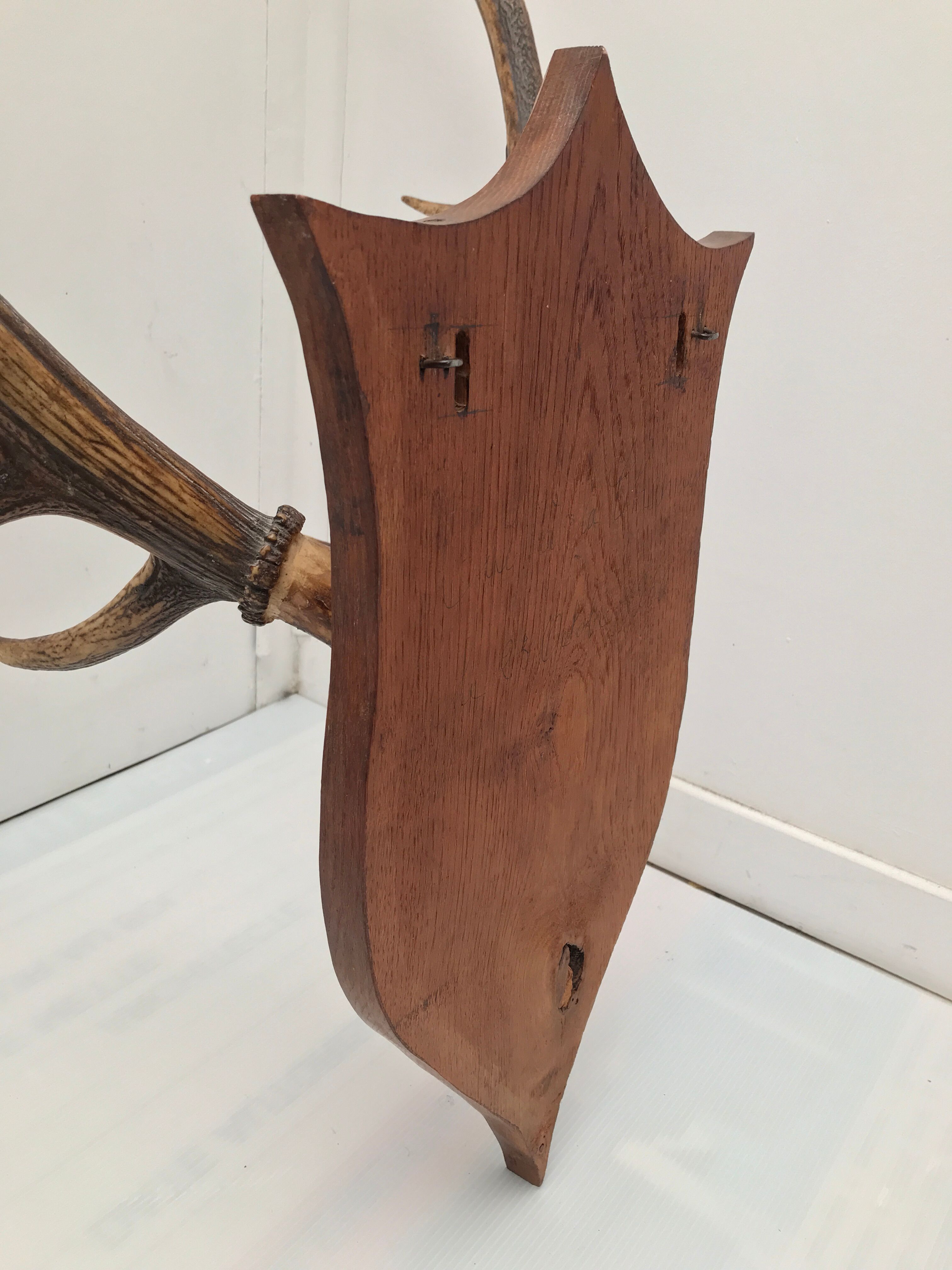 Deer trophy on wooden base 1960